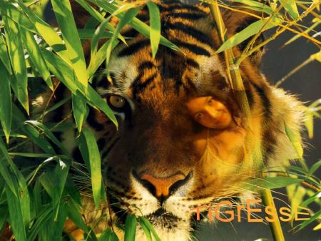 tigresse